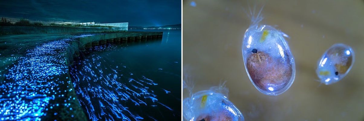 ウミホタル
