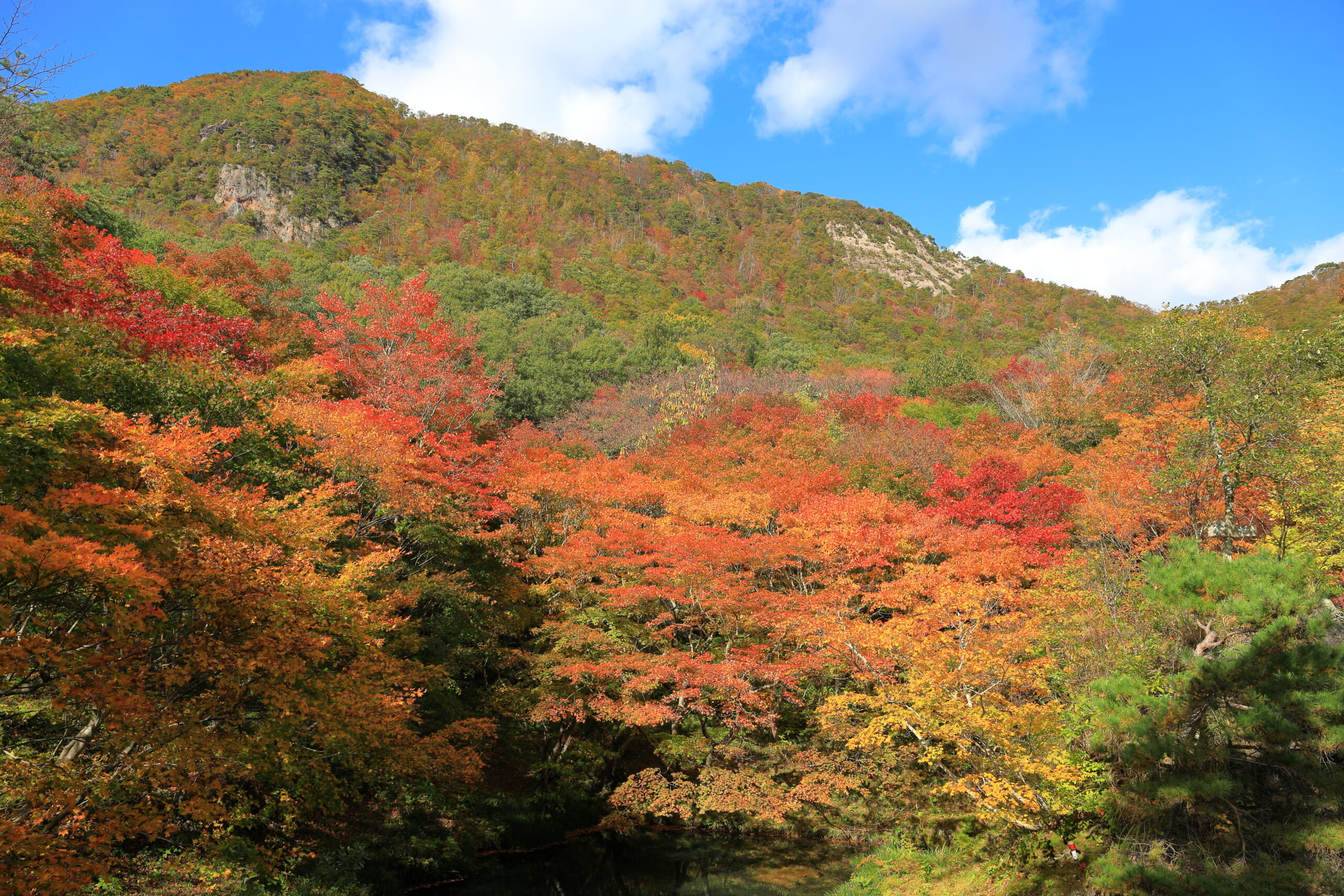 紅葉山公園