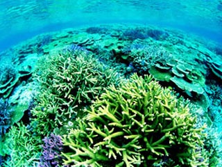 慶良間諸島大サンゴ礁シュノーケリング2