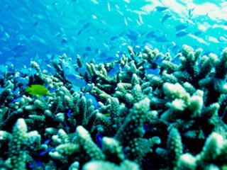慶良間諸島大サンゴ礁シュノーケリング3