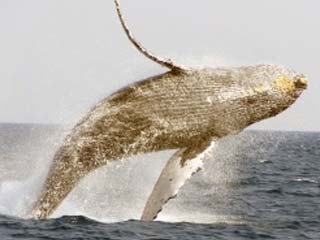 ザトウクジラ遭遇率過去平均98％！