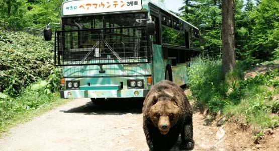 日本初！ヒグマのサファリパークで秘密を解き明かそう！
