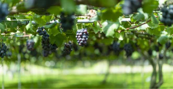 加賀フルーツランド