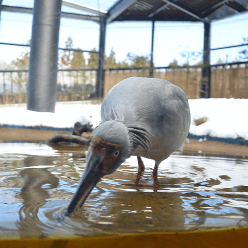 トキの森公園
