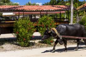 3泊4日コース（沖縄本島＋宮古島）-4日目